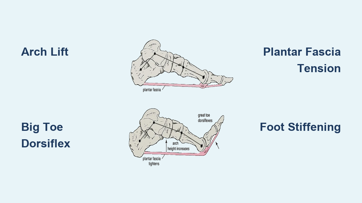 Windlass Mechanism of the Foot Explained - Arch Support One